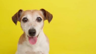 Sevimli Pet Jack Russell Terrier sarı renkte. Sarı arka planda inanılmaz bir köpek portresi. Şirin köpek, yüzünü kapat. Akıllı gözler bekliyor. Saha görüntülerinin derinliği sığ. Yumuşak doğal gün ışığı. 