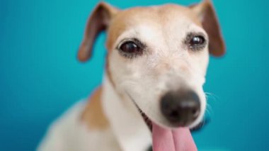 Beyaz yakalı ve kravatlı gülümseyen mutlu köpek. DSLR kamera görüntülerinin derinliği sığ. Parlak mavi arka plan. Gözler kameraya bakıyor. Portreyi kapat. Ağzını aç.