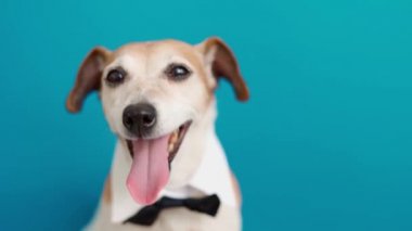 Beyaz yakalı ve kravatlı gülen köpek yüzlü. Esniyor, yalanıyor, dikkatlice bakıyor. Sevimli küçük hayvan köpeği Jack Russell teriyer derin bir DSLR kamera görüntüsü alıyor. Mavi arkaplan
