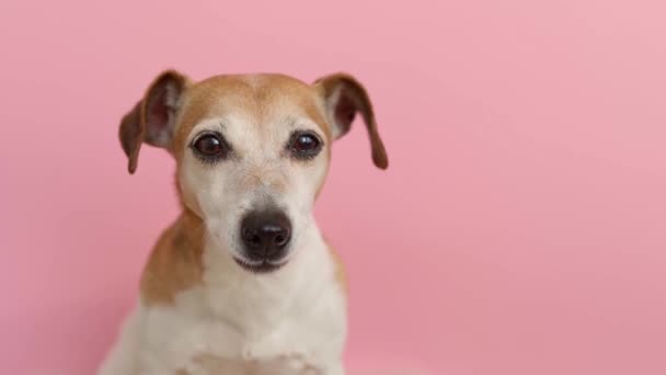 Смешное Собачье Лицо Смотрящее Камеру Розовом Фоне Умные Глаза Смотрят — стоковое видео