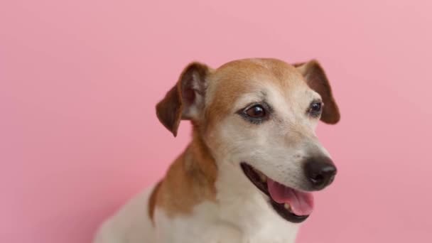 Adorabile Cane Jack Russell Terrier Volto Ritratto Sfondo Rosa Sto — Video Stock