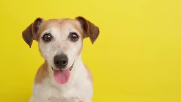 Estimado Pet Jack Russell Aterrador Amarillo Sorprendente Retrato Perro Fondo — Vídeo de stock