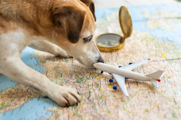 Globetrotter Dog Jack Russell Terrier Planning Trip Plane Pet Searching — Stock Photo, Image