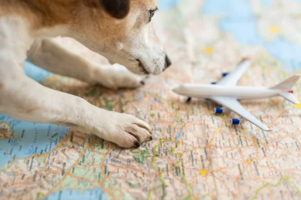 tourist dog Jack russell terrier planning airplane flight uses the map of europe. searching preparation for vacation profitable route for journey. Table with blurred map, curious puppy checking plane