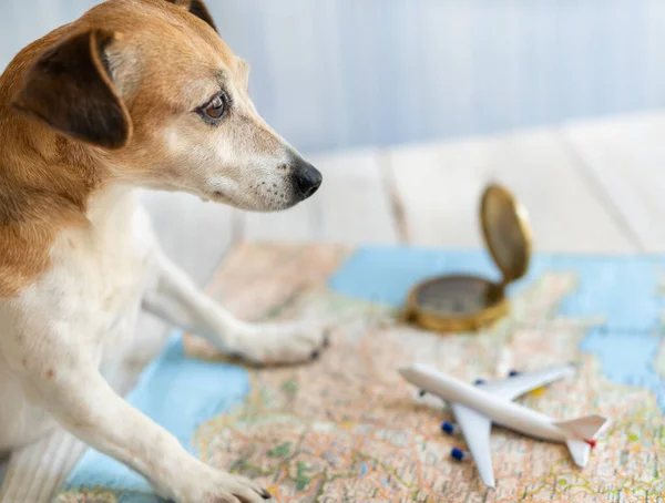 Bir Globetrotter Köpeği Jack Russell Avrupa Haritası Altın Pusula Oyuncak — Stok fotoğraf