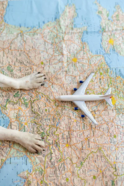 Cestovat Letadlem Psem Malé Tlapky Stole Plánování Výlet Evropy Rozmazané — Stock fotografie