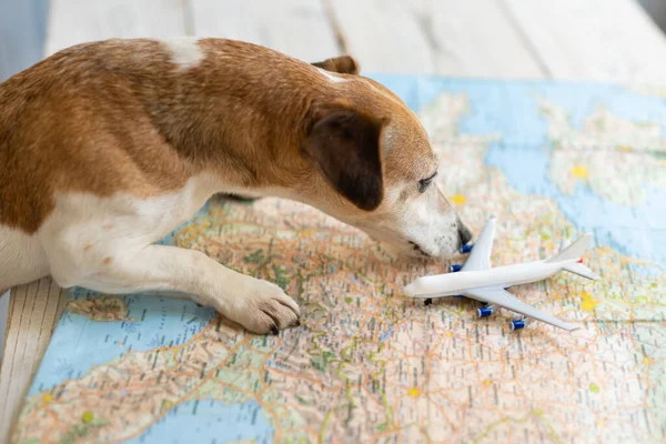 travel with pet by airplane. Funny dog Jack Russell terrier searching preparation for vacation profitable route for journey planning. Table with blurred map, curious puppy checking the plane sniffing