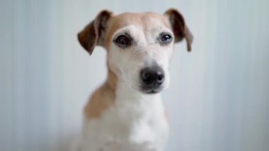 Jack Russell Teriyer adında bir köpek kameraya bakıp kafasını sallıyor. Dikkatle takip etmek istiyorum. Video görüntüleri evcil hayvan teması. Evin içinde mavi arka plan mavisi. DSLR alanının derinliği