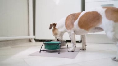 Mutfakta seramik mavi kaselerden köpek yiyor. Yemek vakti. Evcil hayvan diyeti ev yapımı beslenme. Doğal gün ışığı. Dinamik video görüntüleri. Tatlı, yetişkin bir köpek. Beyaz iç mobilyalar. 
