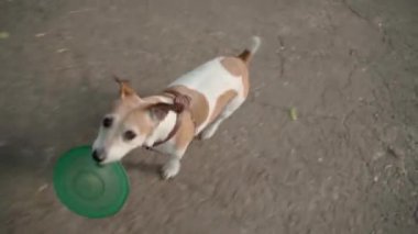 Dışarıda tasma takmış oyuncak taşıyan küçük bir köpek. Video görüntüleri. Yukarıdan denetleyici üst görünümü. Komik evcil hayvan Jack Russell Terrier oyun parkına gidiyor. Sevimli yavru köpekle gezinmek