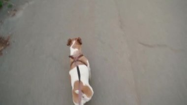 Dışarıda tasma takmış oyuncak taşıyan küçük bir köpek. Video görüntüleri. Yukarıdan denetleyici üst görünümü. Komik evcil hayvan Jack Russell Terrier oyun parkına gidiyor. Sevimli yavru köpekle gezinmek