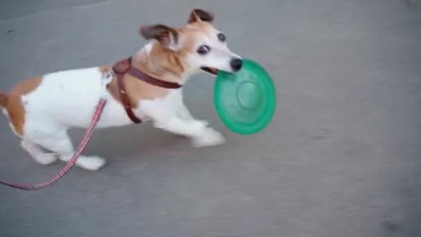 おもちゃを持って外の綱の上を歩く小さな犬です ビデオ映像だ 上からハンドラートップビュー 遊び場に行く面白いペットジャック ラッセル テリア 遊び心のある遊歩道 — ストック動画