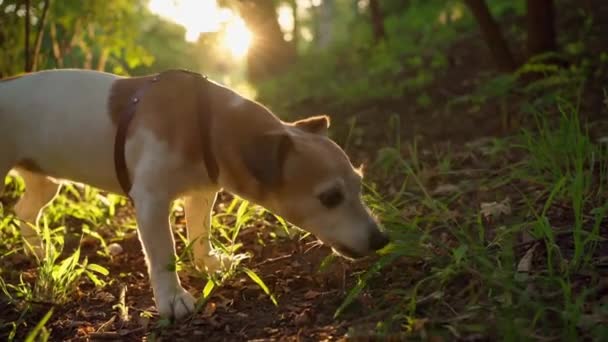 Un petit chien soins de la digestion chien a besoin. magnifique rétroéclairage. Aliments pour animaux et thème de la nutrition. Chien mangeant de l'herbe verte en été dans le parc municipal pendant la promenade. Des vidéos. Smart pet jack russell terrier