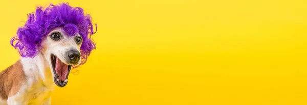 Діючий Собака Джек Рассел Тер Обличчям Кучерявій Перуці Жовтий Світлий — стокове фото