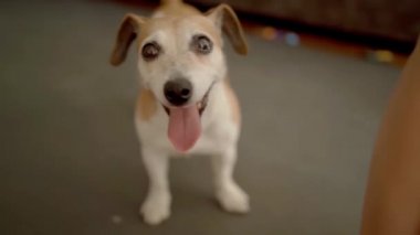 Küçük sevimli köpek ısırığı mavi top oyuncağı oynuyor. Evcil hayvan Jack Russell Terrier aktiviteleri. Evcil hayvanla eğleniyorum. Kapalı ev atmosferi. Köpek yarışması, topu kadından söküp atar, Han. Mutlu anlar 