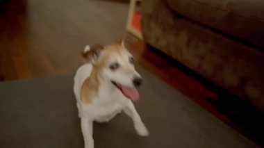 Sevimli köpek Jack Russell Terrier oyuncağı bekliyor. Komik dans ve zıplama. Ev içi karanlık iç mekan. Aktif komik hayvan oyuncağı. Köpek davranışı. Eğlence zamanı. Video görüntüleri