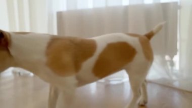 Jack Russell Terrier adında bir köpek odada dolaşıyor. Arka planda perdeleri olan ışık penceresi. Video görüntüleri. Gülümseyen hayvan yürüyüşü.. 