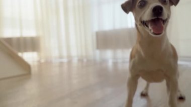 Aktif gülümseyen köpek oyuncak bir top bekliyor. Evcil hayvan evde oyun oynuyor. Jack Russell Terrier enerji oyunları. Sevimli ev aktiviteleri. Video görüntüleri. Arka planda perdeleri olan ışık penceresi. 