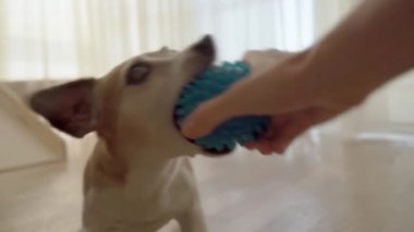 Aktif küçük köpek Jack Russell terrier sahibinin elinden çıkan mavi top oyuncağıyla oynuyor. Gözyaşı çekme rekabeti neşeli evcil hayvan havasında. Kapalı pencere ışığı arka planı. Video görüntüleri 