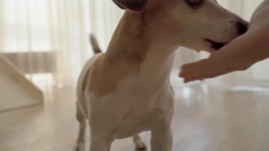 Sevimli köpek Jack Russell Terrier oyuncağı bekliyor. Komik dans ve zıplama. Ev içi karanlık iç mekan. Aktif komik hayvan oyuncağı. Köpek davranışı. Eğlence zamanı. Video görüntüleri
