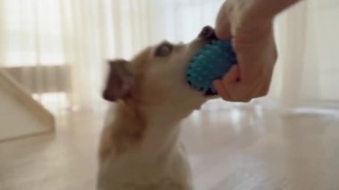 Aktif küçük köpek Jack Russell terrier sahibinin elinden çıkan mavi top oyuncağıyla oynuyor. Gözyaşı çekme rekabeti neşeli evcil hayvan havasında. Kapalı pencere ışığı arka planı. Video görüntüleri 