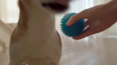 İçeride mavi topla oynayan sevimli küçük köpek. Atışı bekliyorum. Tuhaf komik bir ağızlık. Pencere ışığı arka planı. Video görüntüleri. Aktif komik hayvan oyuncağı. Köpek davranışı. eğlence zamanı