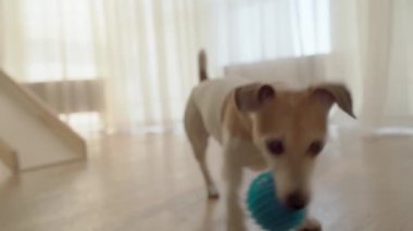 İçeride mavi topla oynayan sevimli küçük köpek. Ev içi iç dekorasyon. Pencere ışığı arka planı. Video görüntüleri. Aktif komik hayvan oyuncağı. Köpek davranışı. eğlence zamanı