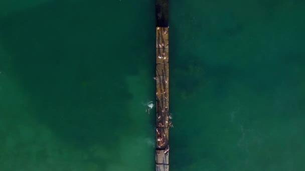 Mar Desde Arriba Gente Nadando Saltando Del Muelle Agua Vídeo — Vídeo de stock