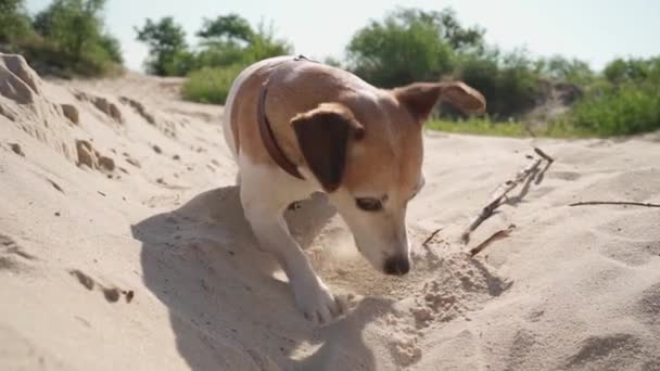 Aktif Komik Köpek Kumda Tahta Sopayla Oynuyor Jack Russell Terrier — Stok video