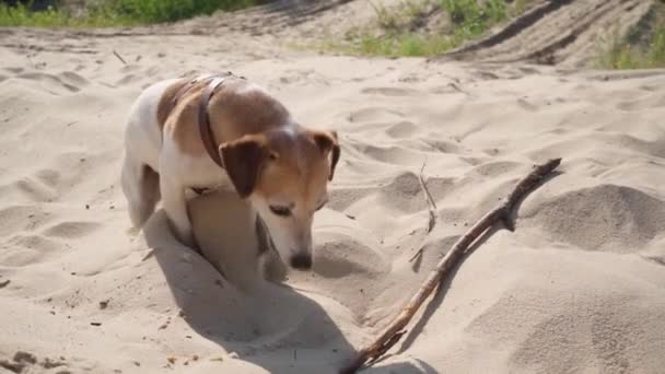 Uroczy Pies Jack Russell Terrier Wykopuje Dziurę Piasku Zabawny Aktywny — Wideo stockowe