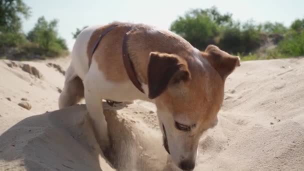 愛らしい掘削砂面白い忙しい犬ジャックラッセルテリア 木の棒で遊ぶ 小さなペット屋外でアクティブなゲームをお楽しみください スローモーションビデオ映像 晴れた夏の日の子犬と歩く — ストック動画