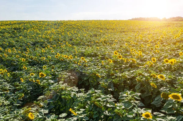 agriculture theme farmer harvest organic field. Horizontal Photo of sunflowers field. Sustainable agriculture. beautiful blooming yellow flowers Helianthus plants mid-summer time