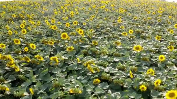 ひまわり畑の空中映像 農業のテーマ農家有機畑を収穫 持続可能な農業 美しい黄色の花の上を飛ぶドローン Helianthus植物真夏の間 — ストック動画