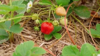 tarımsal küçük işletme temalı video görüntüleri. Bir çalılıktan olgun çilek topluyorum. Yaz mevsimi organik çiftlik hasadı. Bahçe çiftliğinde böğürtlen. Taze eko yetişiyor. Mevsimlik meyvelerin tadını çıkar