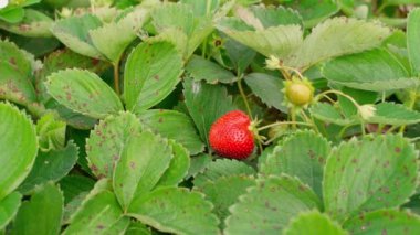 tarımsal küçük işletme temalı video görüntüleri. Bir çalılıktan olgun çilek topluyorum. Yaz mevsimi organik çiftlik hasadı. Bahçe çiftliğinde böğürtlen. Taze eko yetişiyor. Mevsimlik meyvelerin tadını çıkar