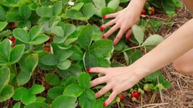 tarımsal küçük işletme temalı video görüntüleri. Bir çalılıktan olgun çilek topluyorum. Yaz mevsimi organik çiftlik hasadı. Bahçe çiftliğinde böğürtlen. Taze eko yetişiyor. Mevsimlik meyvelerin tadını çıkar