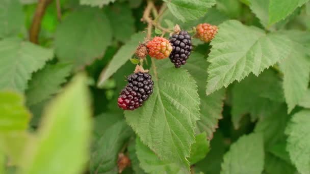 Blackberry Semak Semak Pertanian Lokal Organik Tumbuh Buah Alami Segar — Stok Video