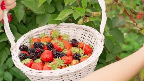농업용수 기간이다 유기적 손으로 열매를 거두어 바구니에 담는다 딸기와 블랙베리를 — 비디오