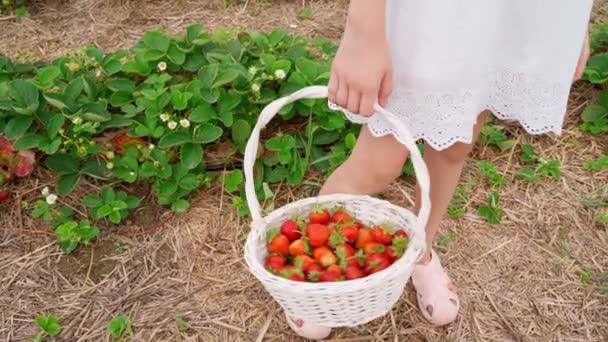 Beyaz Elbiseli Kız Elinde Aroma Hasadı Olan Sepetle Çilek Topladı — Stok video