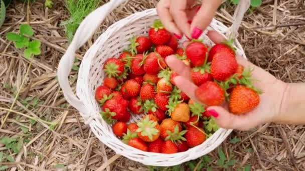 Recogiendo Fresas Cultivos Orgánicos Frescos Los Arbustos Bayas Cosechadas Paja — Vídeos de Stock