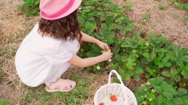 Mooi Meisje Zit Tussen Bedden Met Groeiende Rijpende Aardbeien Plukken — Stockvideo