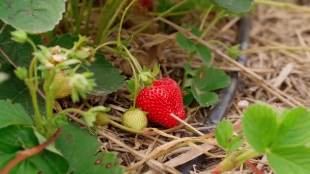 Picking Ripe Strawberries Bush Organic Local Farm Harvest Summer Time — Stock Video