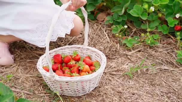 Chica Vestido Blanco Tomando Fresas Canasta Blanca Imágenes Video Tiempo — Vídeo de stock