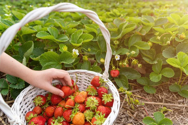 Erdbeeranbau Gepflückte Beeren Korb Frische Erdbeerernte Korb Landwirt Hand Hand — Stockfoto