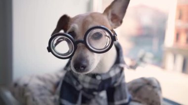 Kafası karışmış zeki inekler gözlük takıp kameraya bakarlar. Kalın bir alan derinliği. Kareli ekoseli ev gömleği. Programcı köpek evde kalıyor. Video görüntüleri. Sevimli hayvan teması 