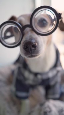 Kameraya bakan zeki inek. Sığ alan burnu derinliği odaklandı. Dikey video. Kareli ekoseli ev gömleği. Programcı köpek evde kalıyor. Sevimli hayvan videosu