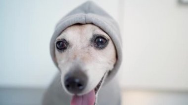 Gri kapüşonlu sevimli gangster, tecavüzcü, grafiti sanatçısı köpek kameraya bakıyor. Görüntü portresinin derinliği sığ. Gözler odakta. Çerçeveyi en sonunda bırakarak. Güle güle. sokak biçimi
