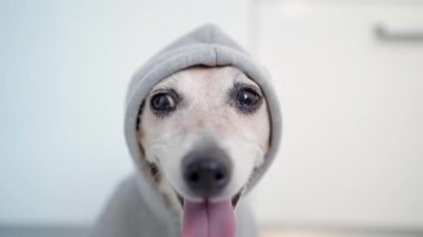 Gri başlıklı, kendinden emin, gülümseyen köpek. Jack Russell Terrier 'ın derin görüntü derinliği. Hayvan gangsteri, tecavüzcü, grafiti sanatçısı suratlı kamera. Sokak tarzı günlük kıyafet Komik hayvan