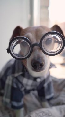 Gözlüklü, üzgün, akıllı inek köpek kameraya bakıyor. Dikey video. Kareli ekoseli ev gömleği. Programcı köpek evde kalıyor. Sevimli hayvan videosu