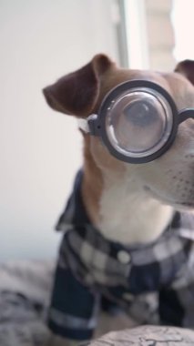 Gözlüklü komik zeki inek kameraya bakıyor. Dikey video. Kareli ekoseli ev gömleği. Programcı köpek evde kalıyor. Sevimli hayvan videosu